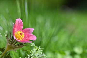 Symbol wiosny, sasanka czerwona 'Rubra' (Pulsatilla vulgaris) na tle trawy. Niska głębia ostrości