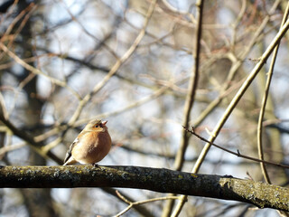 One Chaffinch - Fringilla coelebs bird who is looking up perched focused on foreground - scenic bird