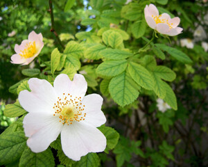 Selective focus on rosa canina flowers with theirs pistils plus shades of colours of tree or bush in a 5x4 photography