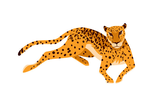 Leopard, African exotic predator vector illustration. Cartoon portrait of wild elegant animal from zoo, tropical jungle or rainforest of Africa isolated on white. Safari, wildlife, nature concept