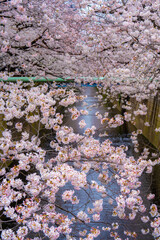 目黒川の桜