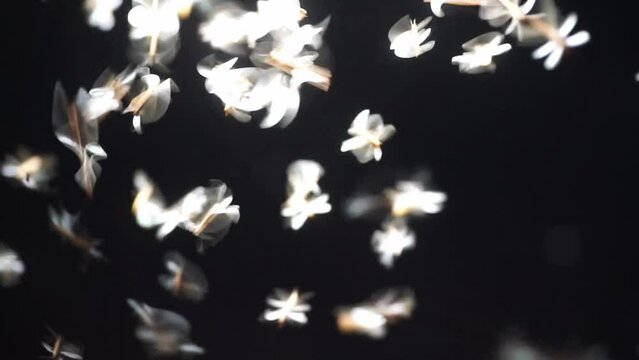 VDO Night light and flying mayfly movement, playing light of termites flying after rain or before rain in the rainy season
