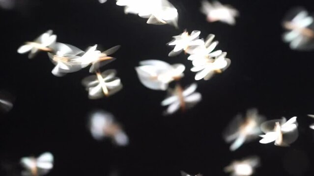 VDO Night light and flying mayfly movement, playing light of termites flying after rain or before rain in the rainy season