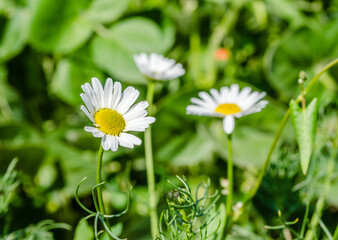 Chamomile, one of the wild flowers in spring meadows.