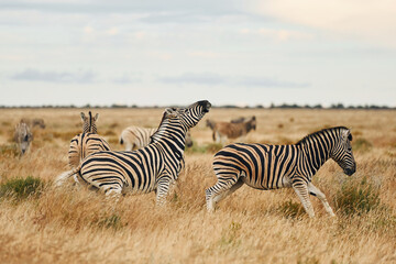 Fototapeta na wymiar Animals is together. Zebras in the wildlife at daytime