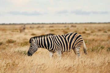 Naklejka na ściany i meble Side view. Zebra in the wildlife at daytime