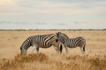 Obraz na płótnie Canvas Eating and walking. Zebras in the wildlife at daytime