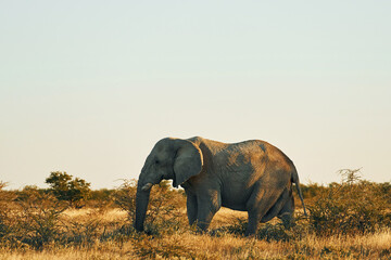 Naklejka na ściany i meble Side view. Elephant is in the wildlife at daytime