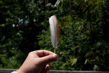 hand held chicken feather on an out of focus background