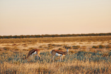 Majestic view. Anthelopes is in the wildlife outdoors in Africa