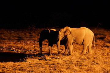 Fototapeta na wymiar Elephant is in the wildlife at nighttime