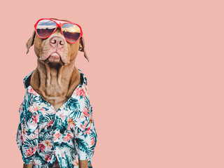 Lovable, pretty brown puppy in a Hawaiian shirt. Travel preparation and planning. Close-up, indoors. Studio shot, isolated background. Concept of recreation, travel and tourism. Pets care