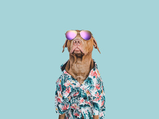 Lovable, pretty brown puppy in a Hawaiian shirt. Travel preparation and planning. Close-up,...
