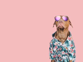 Lovable, pretty brown puppy in a Hawaiian shirt. Travel preparation and planning. Close-up, indoors. Studio photo, isolated background. Concept of recreation, travel and tourism. Pets care