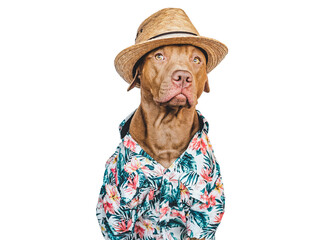 Lovable, pretty brown puppy in a Hawaiian shirt. Travel preparation and planning. Closeup, indoors. Studio photo, isolated background. Concept of recreation, travel and tourism. Pets care