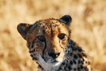 Close up view. Cheetah is outdoors in the wildlife