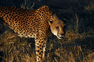 Close up view. Cheetah is outdoors in the wildlife