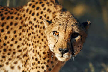 Close up view. Cheetah is outdoors in the wildlife