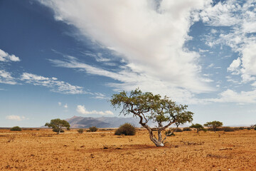 Trees are growing in the extreme climate land. Majestic view of amazing landscapes in African desert