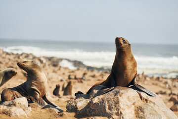 On the beach. Fur seals is on the beach outdoors in the wildlife