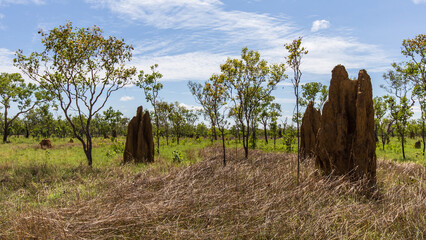Termite mounds in the outback near Darwin, Northern territory, Australia