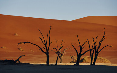 Fototapeta na wymiar Dead trees. Majestic view of amazing landscapes in African desert