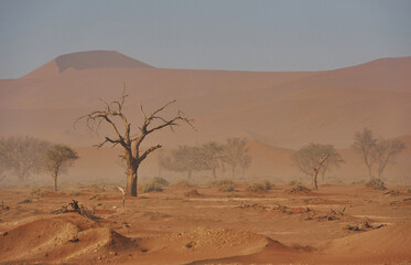 Trees that are dead is in the sand. Majestic view of amazing landscapes in African desert