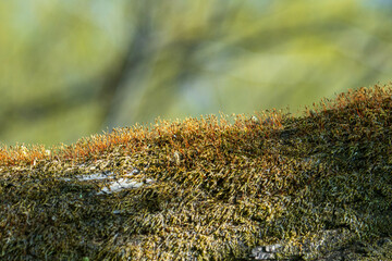 木の皮に苔むす樹木