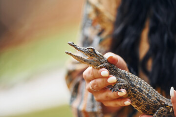 Woman holding little baby crocodile in hands