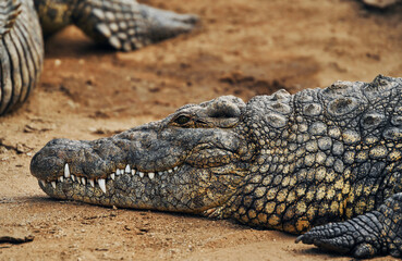 Close up view. Crocodiles relaxed and resting on the ground