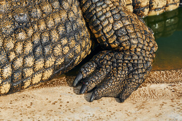 Close up view. Crocodiles relaxed and resting on the ground