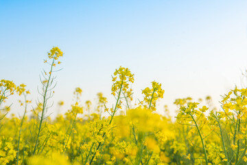 Obraz premium Yellow Rapeseed Field And Blue Sky In spring