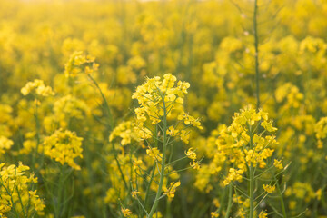 Rapeseed flowers in field springtime
