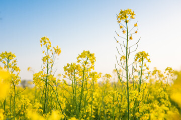 Yellow Rapeseed Field And Blue Sky In spring