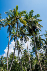 Naklejka na ściany i meble Palm trees on blue sky background with cloud