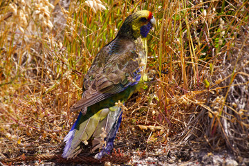 Green Rosella (Platycercus caledonicus), broad-tailed parrot from Tasmania