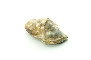 Concept of seafood, oyster isolated on white background