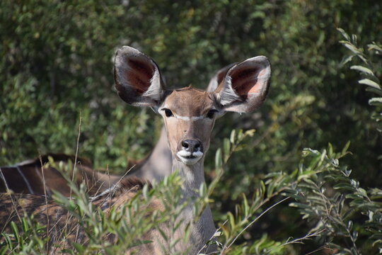 Female Kudu 