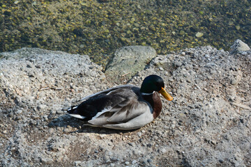uccello germano reale