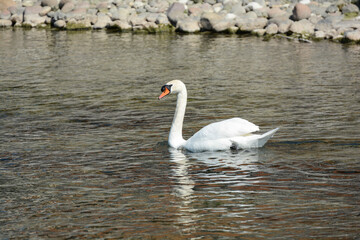 uccello cigno bianco