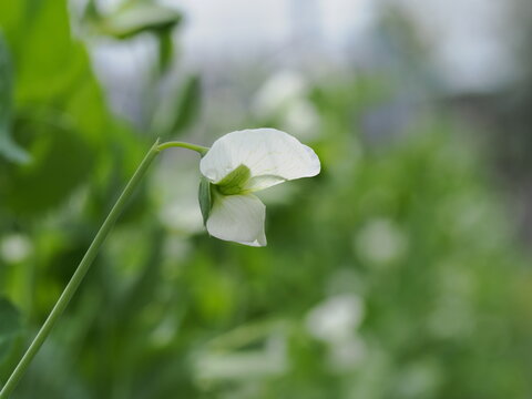 スナックエンドウの花 の画像 1 008 件の Stock 写真 ベクターおよびビデオ Adobe Stock