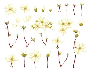 A set of branches. A simple branch from a tree. The first flowers, sprouts on a branch. Small leaves on a tree. Cherry blossoms, apple trees.