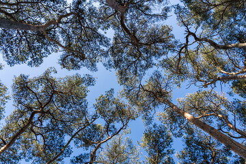 Treetop of pine trees with blue sky in the background
