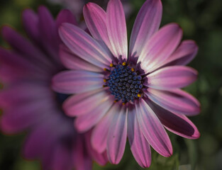 Fototapeta premium Cape Marguerite daisies . Oblique view . French lilac color