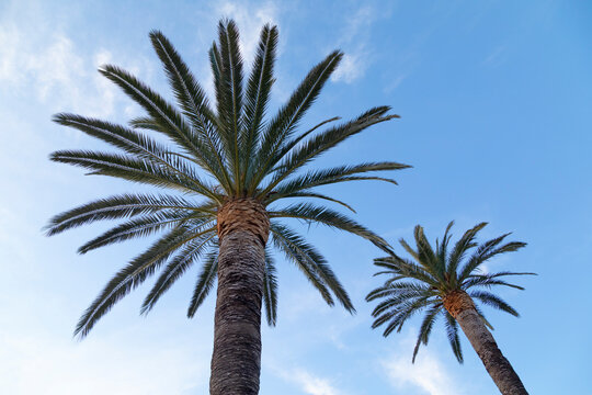 Copas de dos (2) palmeras (árboles) mirando al cielo en una tarde de primavera en un paseo de una playa del Mar Mediterráneo © David