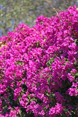 Bougainvillea in bloom on the peninsula of Saint-Jean-Cap-Ferrat, on the French Riviera