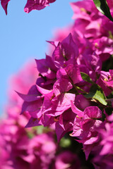 Bougainvillea in bloom on the peninsula of Saint-Jean-Cap-Ferrat, on the French Riviera