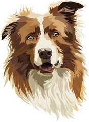 Border collie portrait, vector illustration. Head, muzzle, brown dog