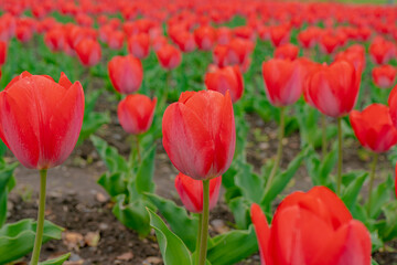 赤いチューリップの花