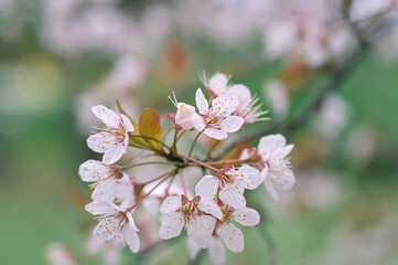 ソメイヨシノとよく似たベニバスモモの花